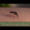 Nuevo fallecido por el Virus del Nilo en Puerto Real