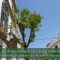 La calle Ancha contará con la plantación de 70 ejemplares del «Árbol de Júpiter»