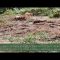 ARGAIRA denuncia la «deforestación indiscriminada» en el pinar del Hospital